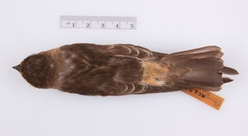 Media type: image;   Ornithology 211835
